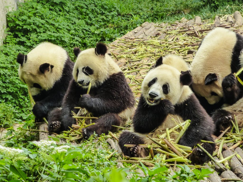 Pandas in Chengdu, South west China