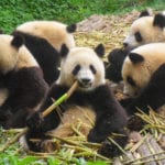 Pandas in Chengdu, China