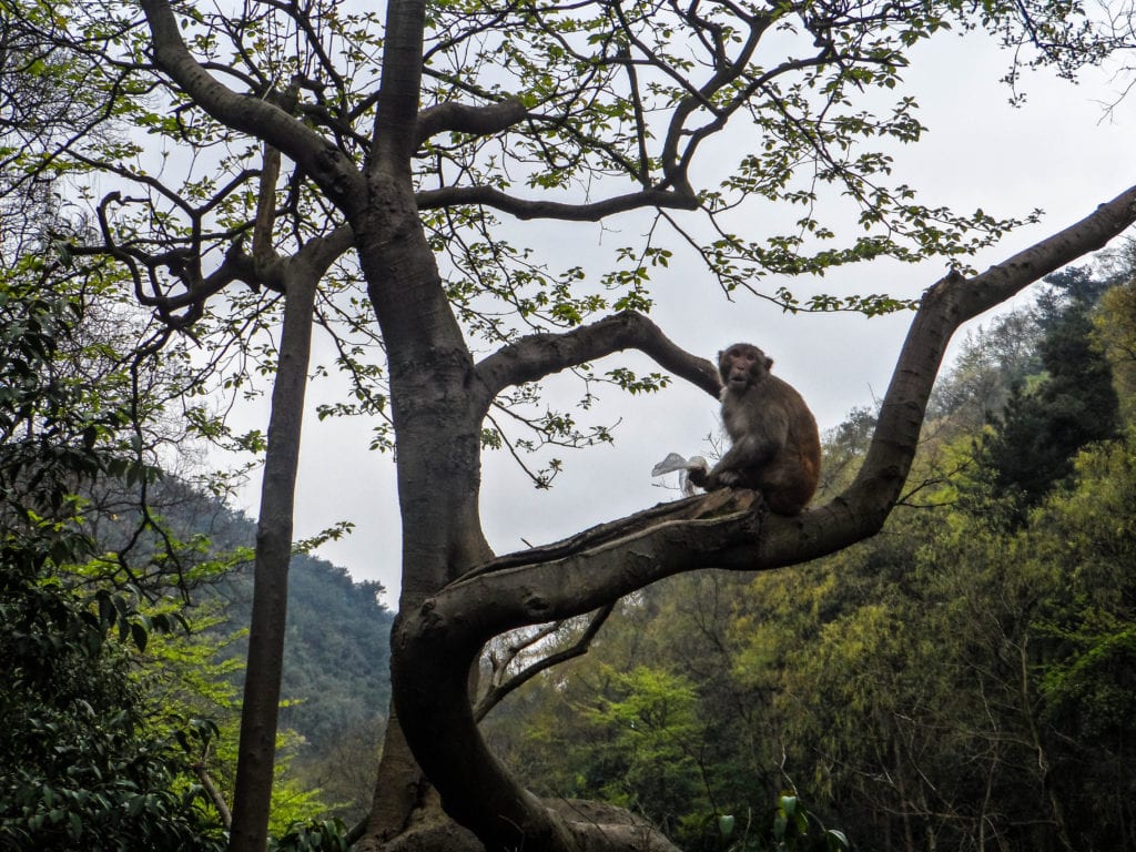 Monkey perched in the trees in Qianling Park, Guizhou province