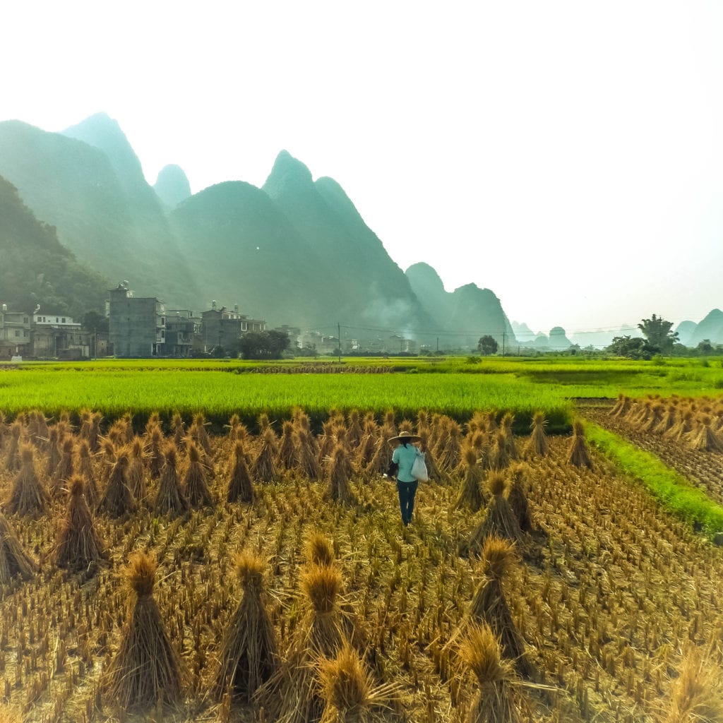 Woman in rice field guangxi